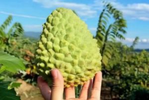 释迦果的功效与禁忌_俗称“释迦果,番荔枝,赖球果,佛头果”